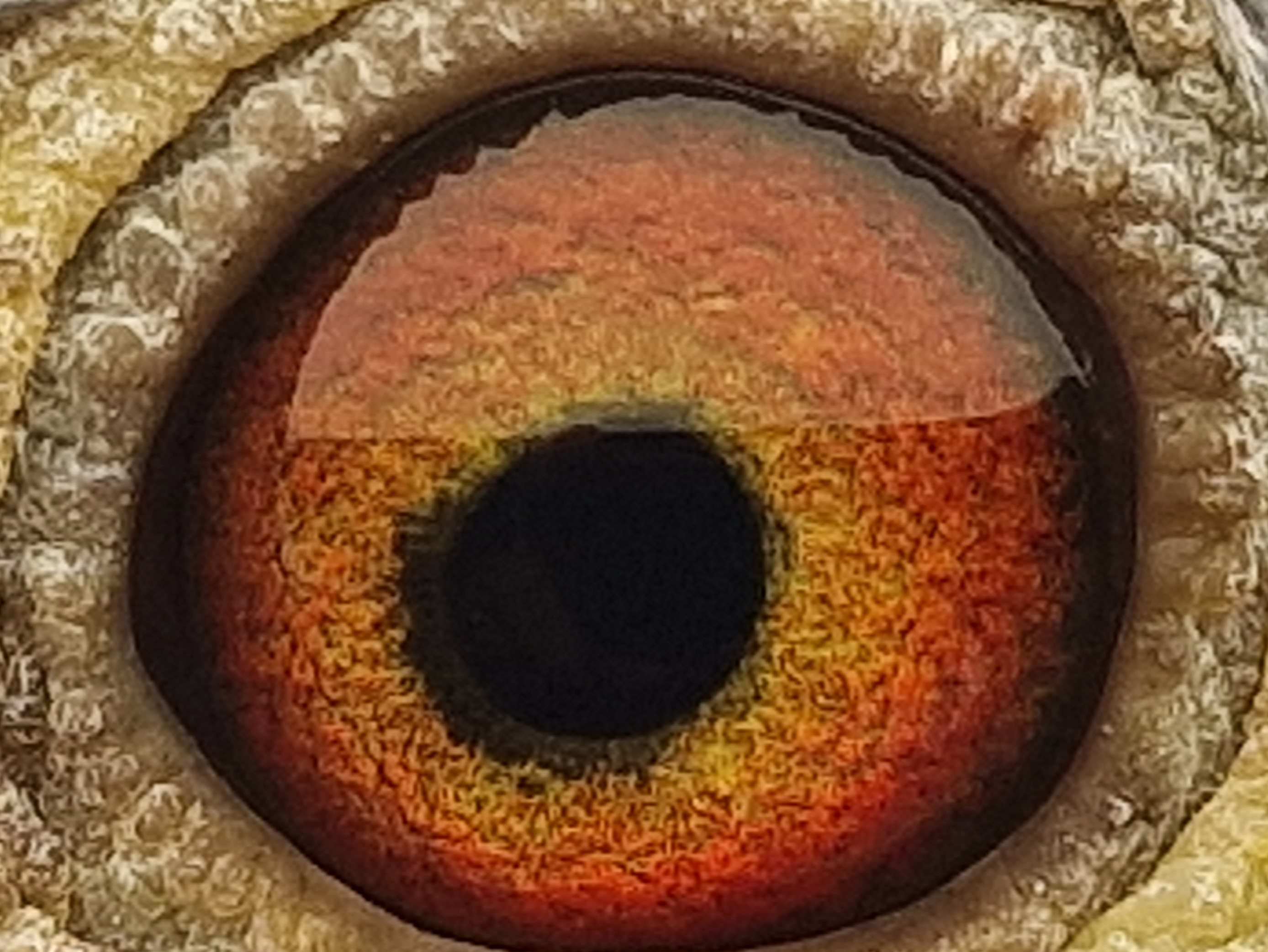 Pigeon eye